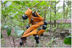 Archidendron monadelphum